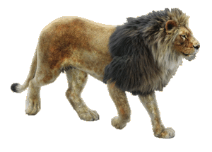 Gif animé lion marche